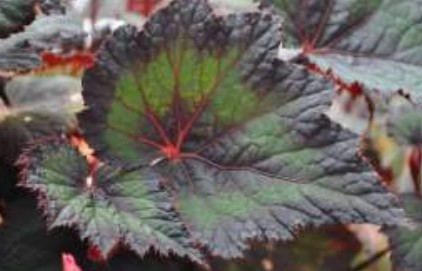 Begonia (Rex), Thin Mint