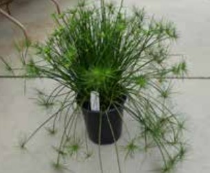 Cyperus, Little Prince Abby