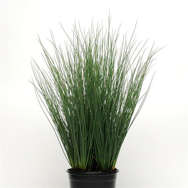 Juncus, Blue Arrows