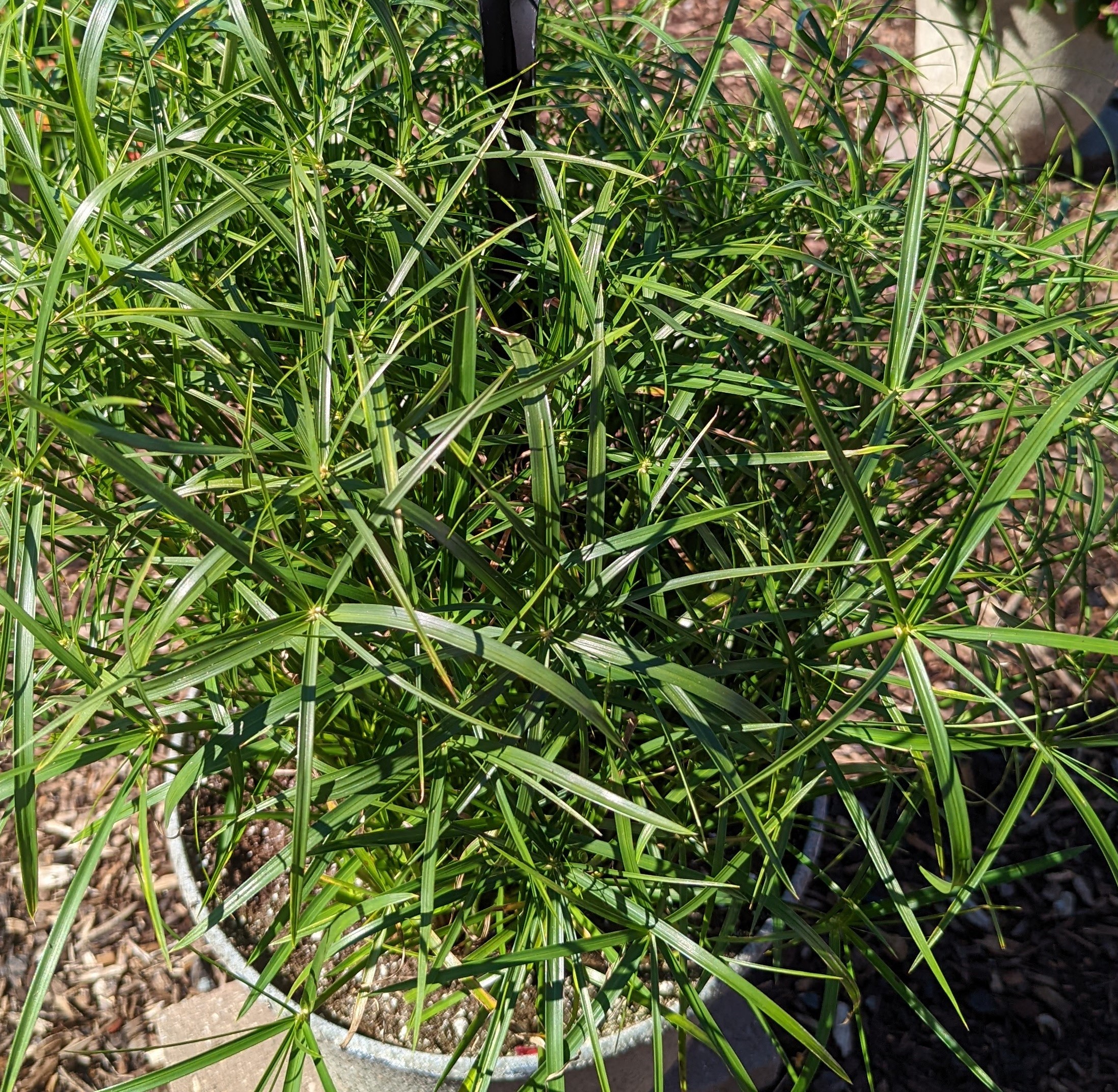 Cyperus, Baby Mosses