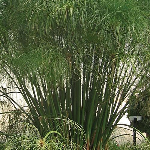 Cyperus, King Tut