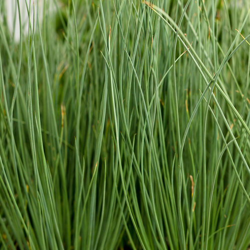 Juncus, Blue Mohawk