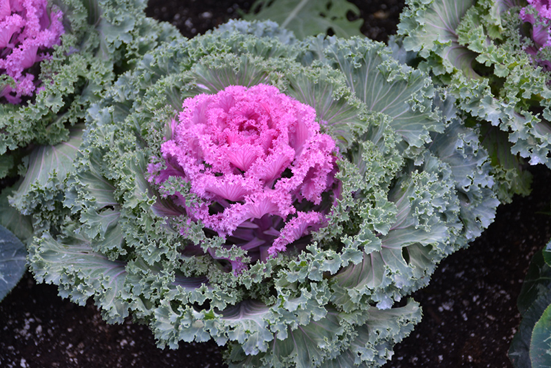 Ornamental, Kale