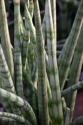 Snake Plant (Sansaveria), Cylindrica