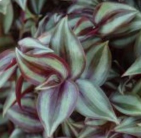 Tradescantia (Wandering Jew), Zebra Red Silver