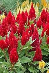 Celosia, Fresh Look Red