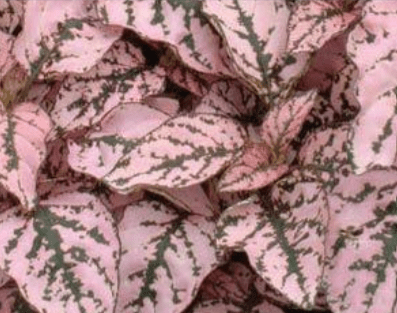 Hypoestes (Polk A Dot Plant), Splash Pink