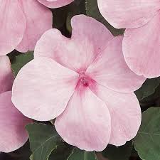 Impatiens, Super Elfin Pink