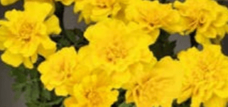 Marigold, Safari Yellow
