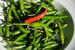Pepper, Thai Hot