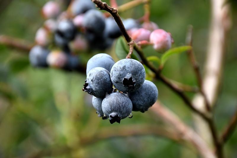 Blueberries, Bluecrop