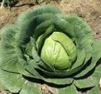 Cabbage, Late