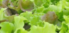 Lettuce, Millcreek Mix