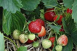 Strawberries, Early Glow