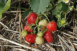 Strawberries, Everbearing