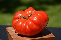 Tomato, German Johnson
