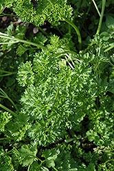 Parsley, Forest Green (Curley)