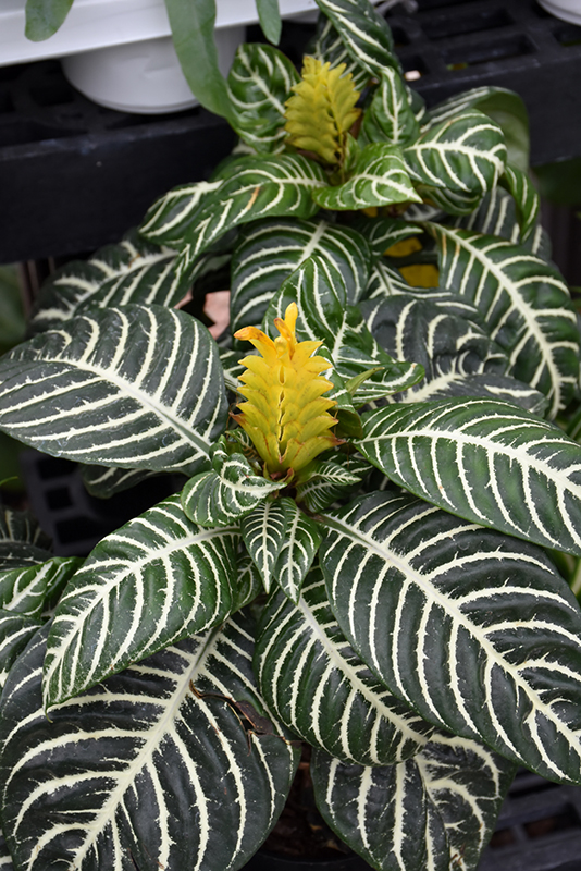 Aphelandra Zebra Plant