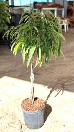 Ficus, Alii Braid