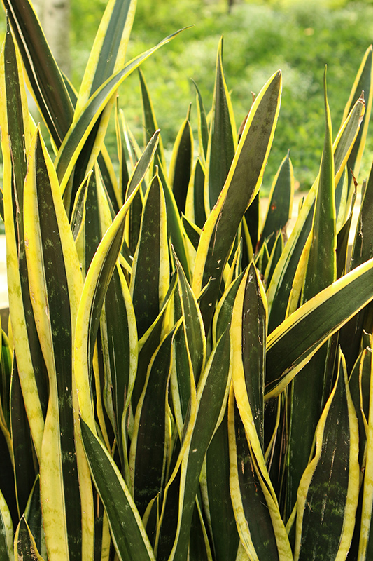 Sansevieria, Black Gold