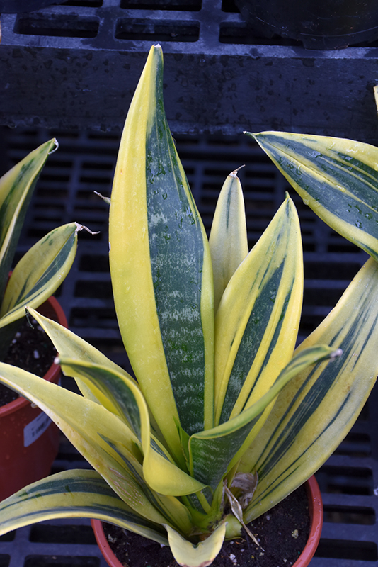 Sansevieria, Golden Flame