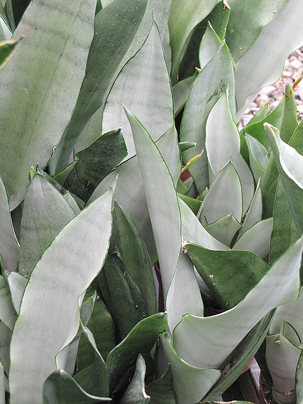 Sansevieria, Moonshine