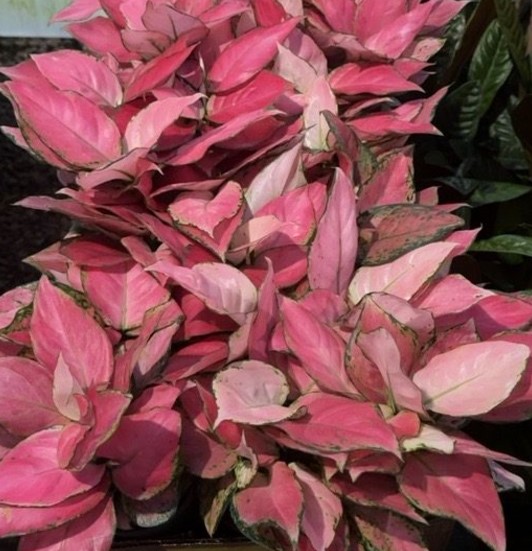 Aglaonema, Assorted Pinks