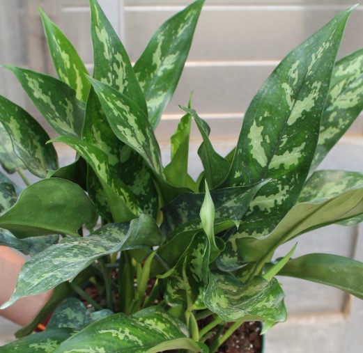 Aglaonema, Emerald Beauty