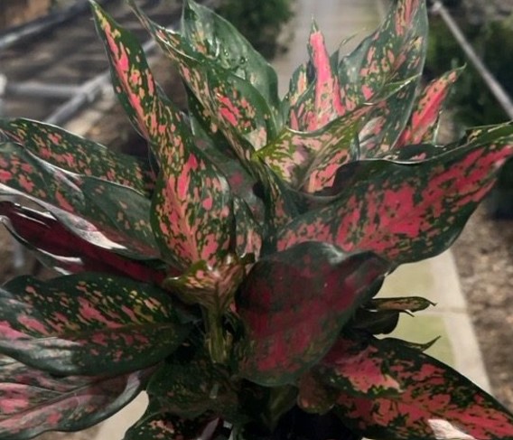 Aglaonema, Narrow Spinel