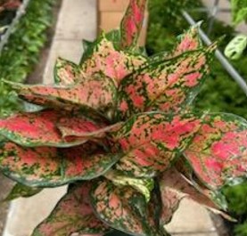 Aglaonema, Red Valentine