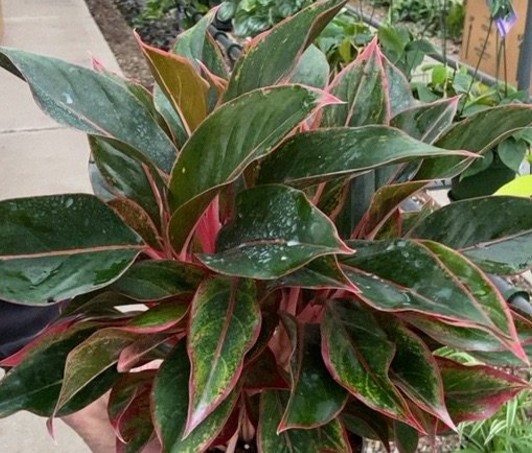 Aglaonema, Siam Red