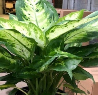 Dieffenbachia, Carina