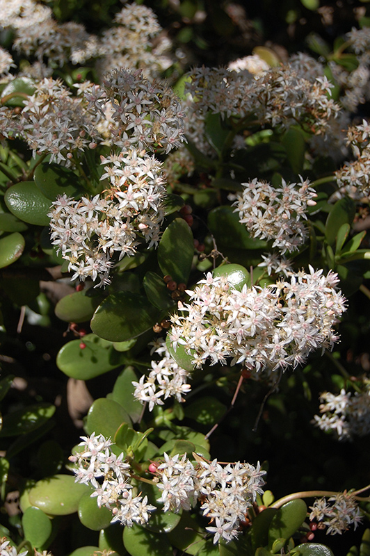 Jade Plant