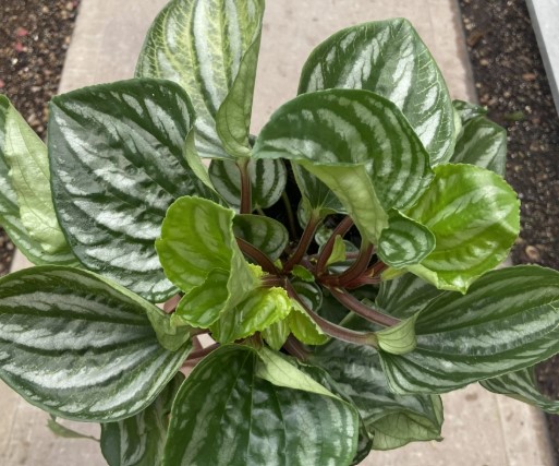 Peperomia, Ecuador