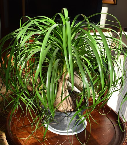 Ponytail Palm