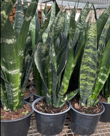 Sansevieria, Black Coral