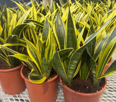 Sansevieria, La Rubia