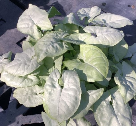 Syngonium, White Butterfly