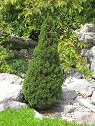 Picea Glauca, Jeans Dilly