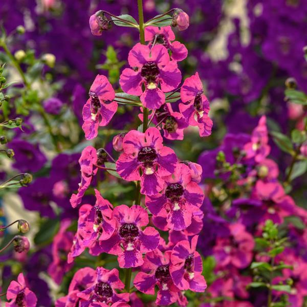 Angelonia, Guardian Angel Berry Sparkler