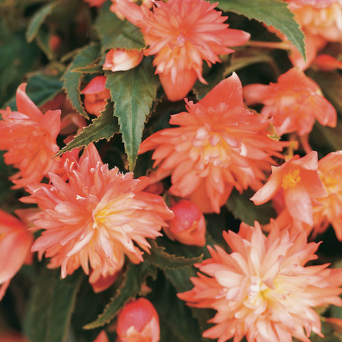 Begonia, Belleconia Soft Orange