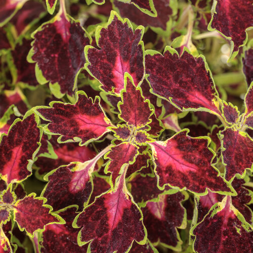 Coleus, Colorblaze Cherry Drop