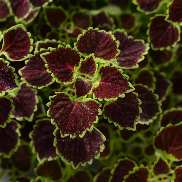 Coleus, Trailing Wedding Train