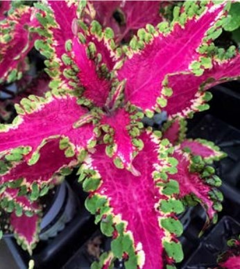 Coleus, Under the Sea Electric Eel