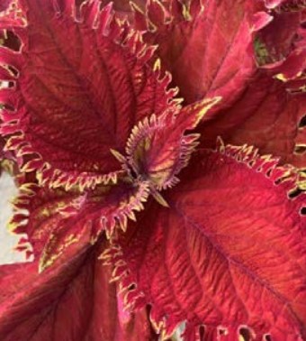 Coleus, Under the Sea King Crab