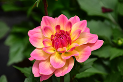 Dahlia, Hypnotica Rose Bicolor