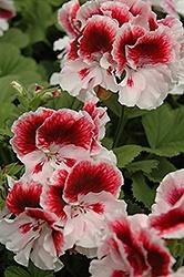 Geranium, Martha's Elegance Crystal Rose