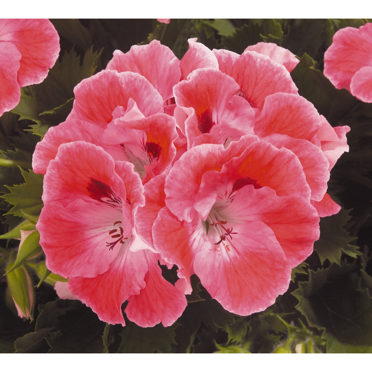 Geranium, Martha's Elegance Sunrise