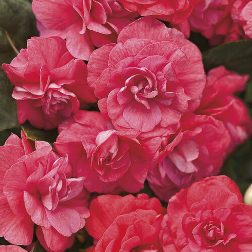 Impatiens, Rockapulco Coral Reef