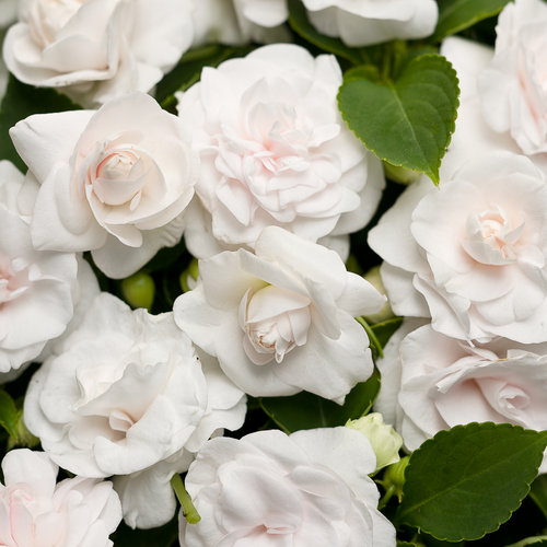 Impatiens, Rockapulco White